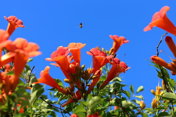 Bright red flowers of the trumpet vine or trumpet creeper - Campsis radicans