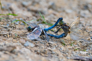 dragonflies mating