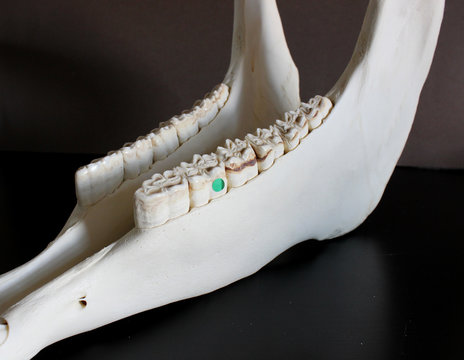 Horse skull photo. Horse teeth. Learning materials for veterinarians. 