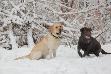 snow dogs