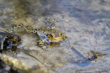 a frog in water