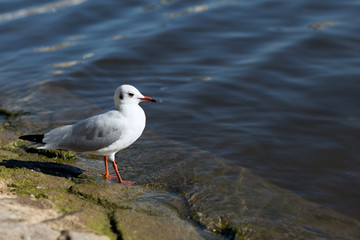 Larus canus. blue-headed gull on the river bank.