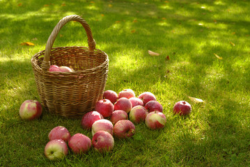 Basket with red apples on a background of green grass.