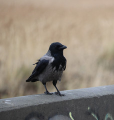 Crow sitting on the fence