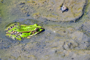 frog in muddy water