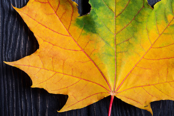 One maple leaf on wooden background