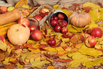 Naklejka na ściany i meble autumn harvest - fruits and vegetables are on fallen yellow leaves, apples, pumpkins, rowan and pepper. Perfect background for autumn season.
