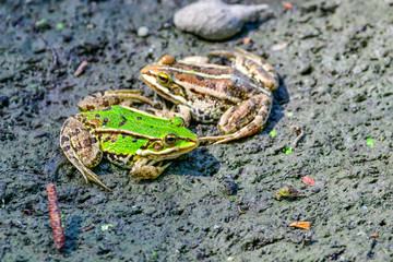 frogs on a shore