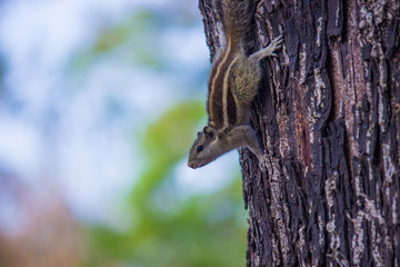 A Squirrel on the tree trunk looking curiously in its natural habitat with a nice soft green blurry background.