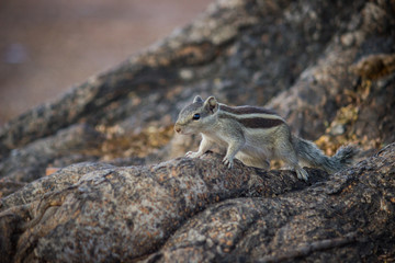 A Squirrel on the tree trunk looking curiously in its natural habitat with a nice soft green blurry background.