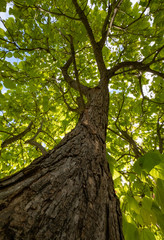 Fototapeta premium Climb a Tree