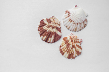 Seashells on a white background