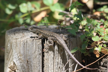 Lizard