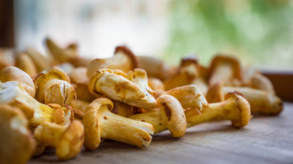 Wild forest mushrooms chanterelles lie on a peeled board