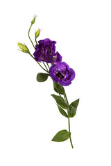 Obraz premium Purple eustoma flowers (prairie gentian) isolated on white background.