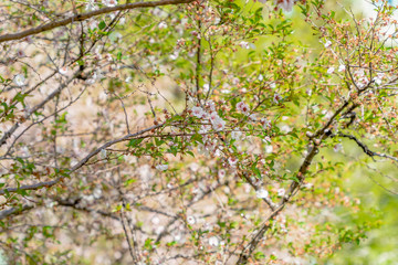Tree blossoms in spring under a blue sky