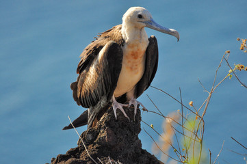 Frigate bird sitting in the cliff