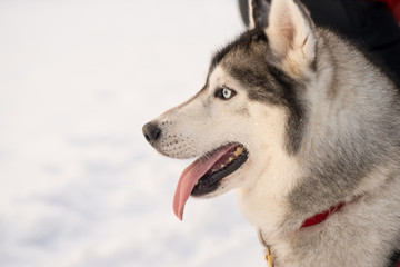Dogs Siberian Husky in harness