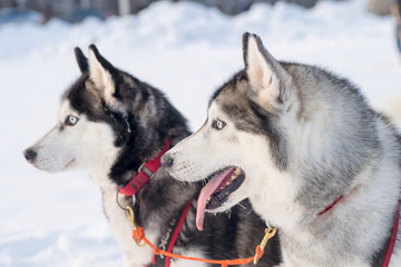 Dogs Siberian Husky in harness