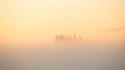  Misty down & tree silhouettes at sunrise