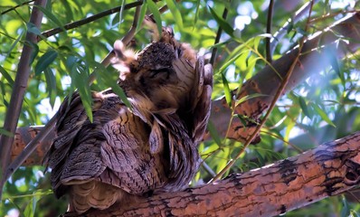 Owl