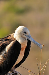Frigate bird sitting in the cliff