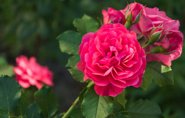 Garden rose flower