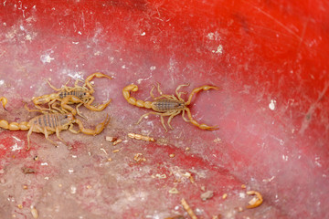 Scorpion in a plastic tub - captured in Kashgar (Xinjiang)