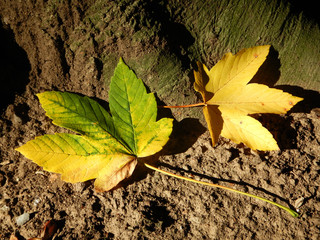 autumn leaves on the ground