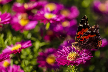 Dutch daisy and butterfly