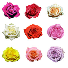 Pink, red, yellow, white, purple, burgundy roses on white isolate.