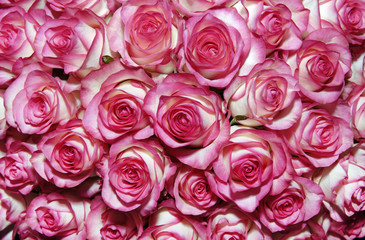 A bouquet of pink roses.