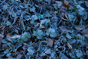 Winter pattern for Christmas card. Selective focus on frozen ice crystals on fallen leaves. 