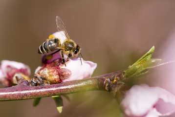 Close-up of a working honey bee on a pink flower
