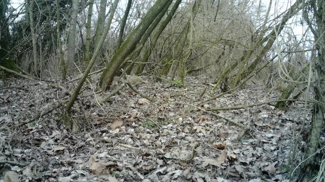 Females of Pheasant (Phasianus Colchicus) in a winter wood camouflaged with the background. Pheasant is a game bird in the Phasianidae family. Documentary Nature and Wildlife Video.