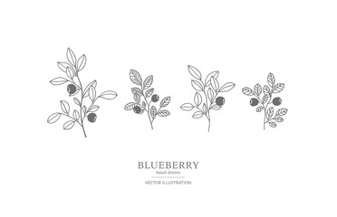 Hand drawn blueberry set. - 227128143