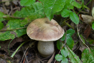 Осенний лес