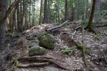 natural forest scene with trees, bark, dead wood, stones