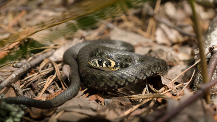 Grasssnake in foliage