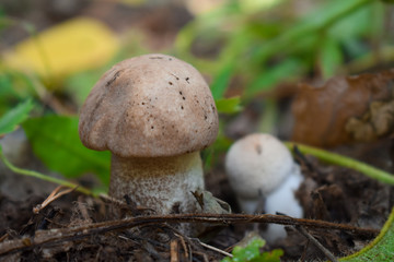 Осенний лес