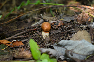 Осенний лес