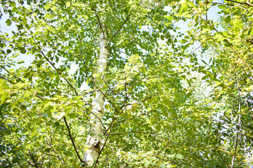 Осенний лес