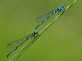 Hufeisen-Azurjungfer-Paar 