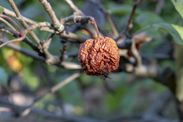 Verfaulter Apfel im Herbst 