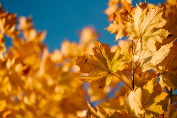 Naklejka na ściany i meble In a Park red trees, sun shining among trees, autumn landscape.