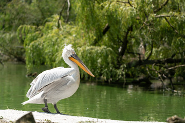 Großer Pelikan am See