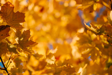 In a Park red trees, sun shining among trees, autumn landscape.
