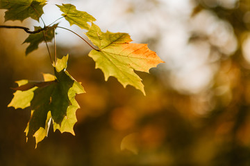 In a Park red trees, sun shining among trees, autumn landscape.