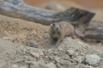 Braunes Erdmännchen auf Sandboden