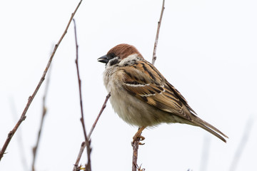 Tree Sparrow